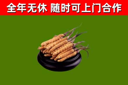 临猗回收散虫草